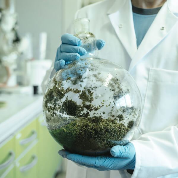 A scientist in a laboratory wearing a white lab coat with blue medical gloves holding a round beaker filled with cannabis trim used for creating innovative cannabinoid ingredients