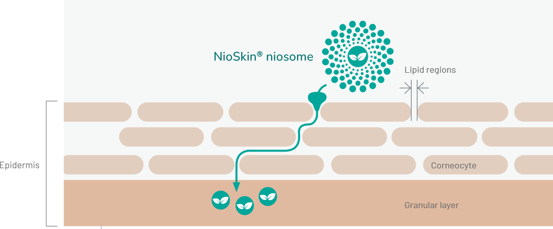 NioSkin® niosome