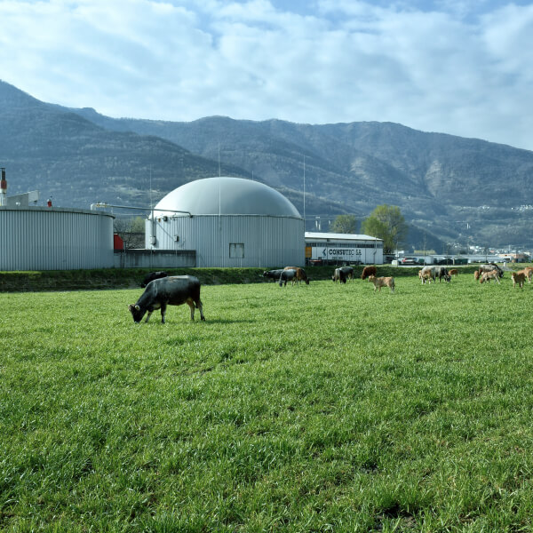 A photograph that contains cows grazing on the grass in the foreground. In the background are white manufacturing silos. Beyond the silos are mountains.