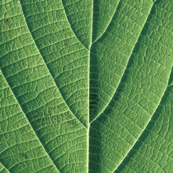 Close-up view of a leaf's intricate vein structure, representing the natural botanical ingredients used by Linnea in their products.